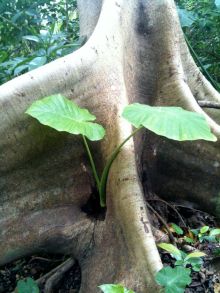 $石垣島ワンだふる生活