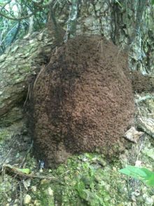 $石垣島ワンだふる生活