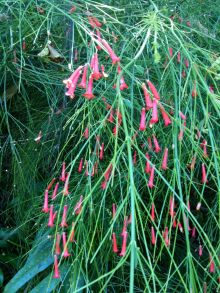 $石垣島ワンだふる生活