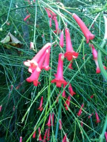 $石垣島ワンだふる生活