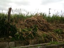 $石垣島ワンだふる生活