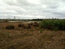 $石垣島ワンだふる生活