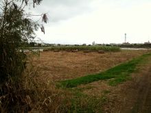 $石垣島ワンだふる生活