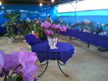 $石垣島ワンだふる生活