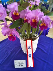 $石垣島ワンだふる生活