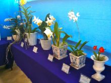 $石垣島ワンだふる生活