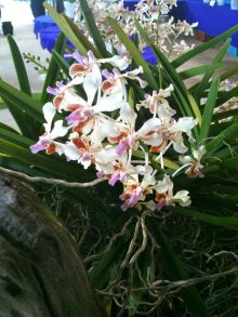 $石垣島ワンだふる生活