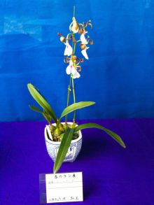 $石垣島ワンだふる生活