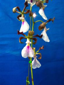 $石垣島ワンだふる生活