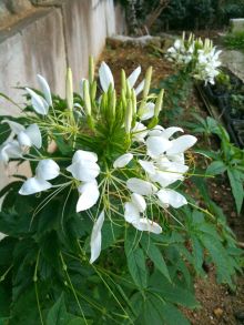 $石垣島ワンだふる生活