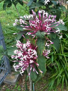 $石垣島ワンだふる生活