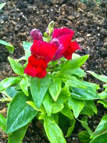 $石垣島ワンだふる生活