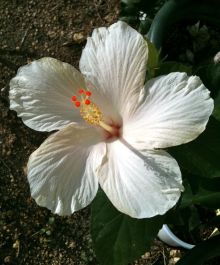 $石垣島ワンだふる生活