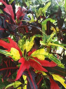 $石垣島ワンだふる生活