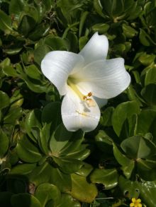 $石垣島ワンだふる生活