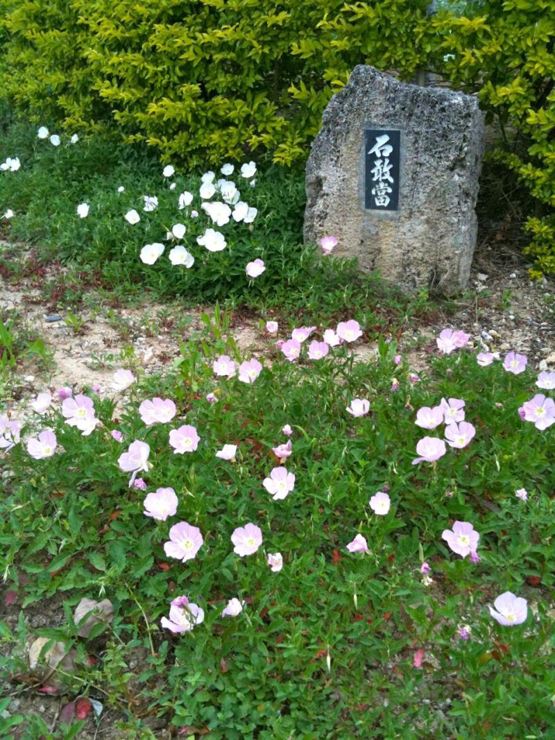 雑草かと思ったらきれいな花が 石垣島ワンだふる生活
