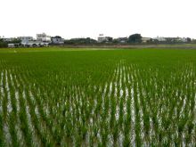 $石垣島ワンだふる生活