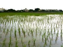 $石垣島ワンだふる生活