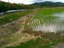 $石垣島ワンだふる生活