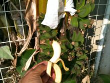 $石垣島ワンだふる生活