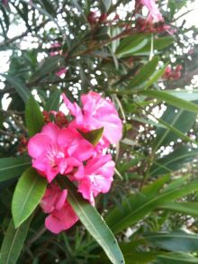 $石垣島ワンだふる生活