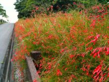 $石垣島ワンだふる生活