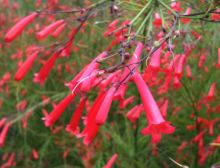 $石垣島ワンだふる生活