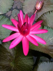 $石垣島ワンだふる生活