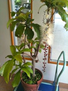 $石垣島ワンだふる生活