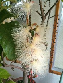 $石垣島ワンだふる生活