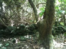 石垣島ワンだふる生活