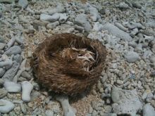 石垣島ワンだふる生活