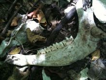 石垣島ワンだふる生活