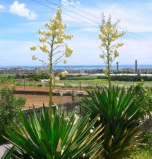 $石垣島ワンだふる生活