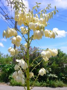 $石垣島ワンだふる生活