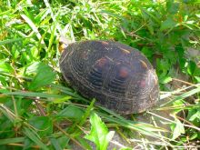 $石垣島ワンだふる生活