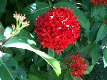 $石垣島ワンだふる生活